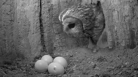 Film | Tawny owl's egg is cracked and how it happened | Luna & Bomber