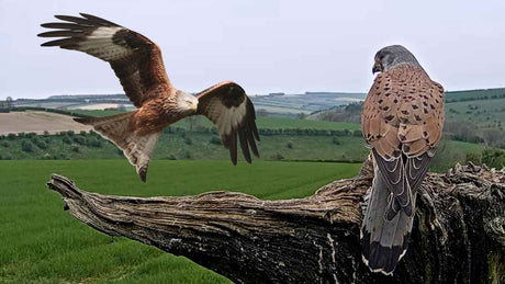 Film | Kestrel narrowly avoids red kite | Discover wildlife