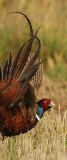 Pheasants' Un-seasonal Spar