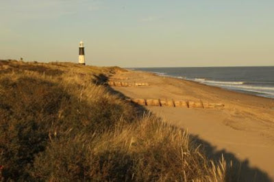 Roe Deer at Spurn Point