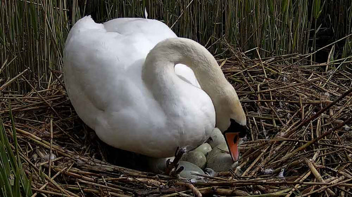 Film | Mute swan pair on 10 eggs | Discover wildlife