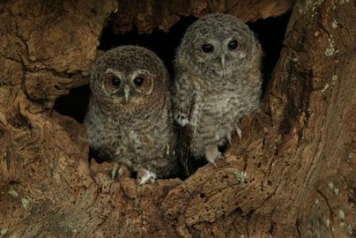 Tawny Chicks Fledge