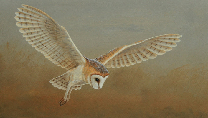 Barn Owl Paintings | Owl Artwork Through The Seasons