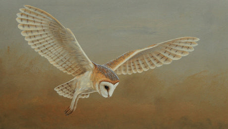 Barn Owl Paintings | Owl Artwork Through The Seasons