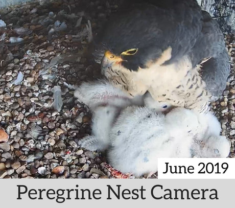 Peregrine Nest Camera | Watching The Chicks Grow