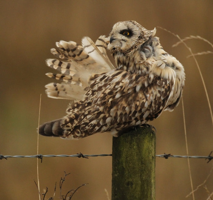 Wildlife Photo of the Week: Winter 2018