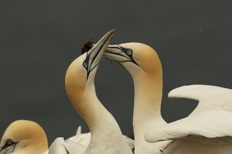 5 Gannet Facts to Make You Gasp