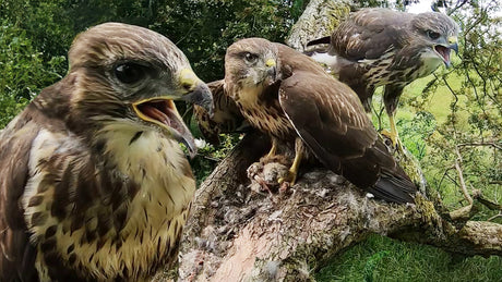 Film | Common buzzards: From chicks to first flights | Full story | Discover wildlife