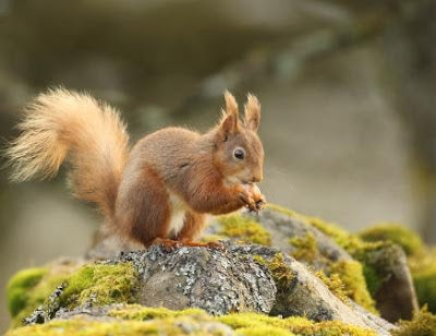 Yorkshire's Red Squirrels