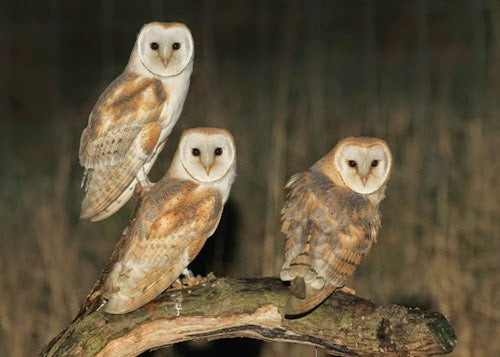 Why Barn Owls are better parents than Tawny Owls