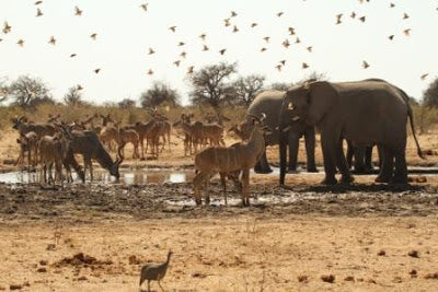 Life at the Waterhole