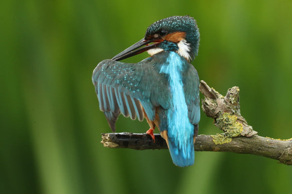 5 things about kingfishers you didn't know