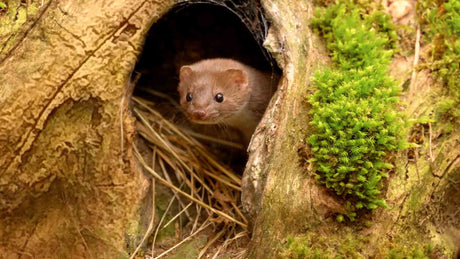 Film | Weasel can't wait to play in moss | Discover wildlife