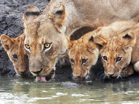 Film | Lions take pride in three adorable cubs | Zimbabwe | Wild travel