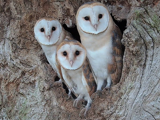 Film | Barn owl chicks bond after father dies | Gylfie & Finn