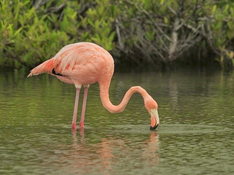 Framing Flamingos