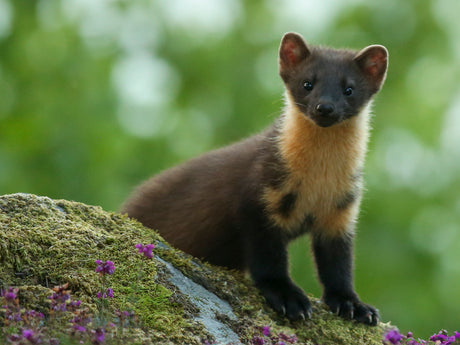 Film | On the trail of pine martens | Discover wildlife