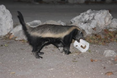 Honey Badgers Bully the Bog Roll