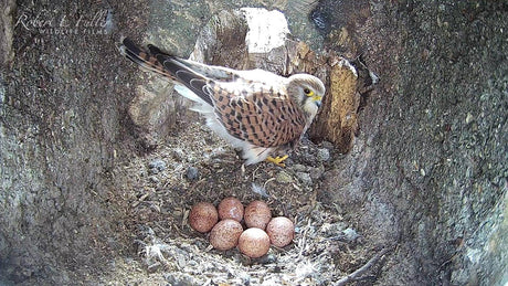 Kestrel eggs | all about how kestrels care for their eggs