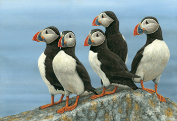 The Puffins are Back