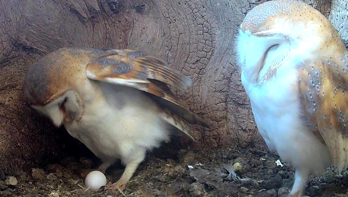 Barn owl eggs | barn owl facts