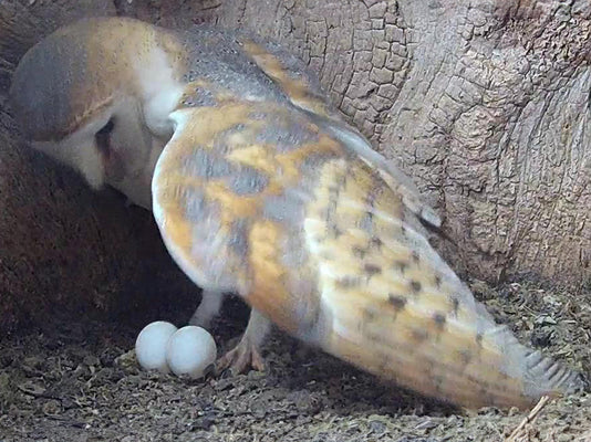 Film | Barn owl lays eggs at last | Gylfie & Dryer