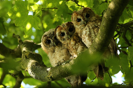 Wild Tawny Owls Adopt After Their Clutch Almost Fails