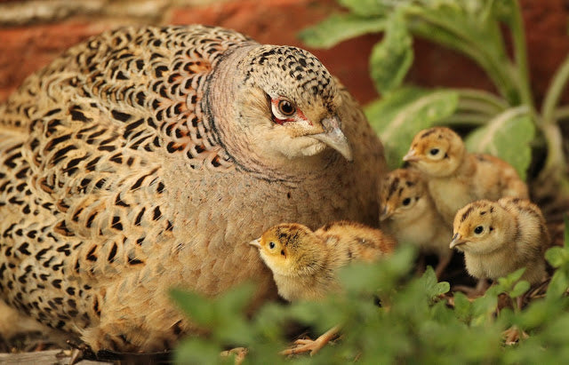 Broody Pheasant Joins the Family