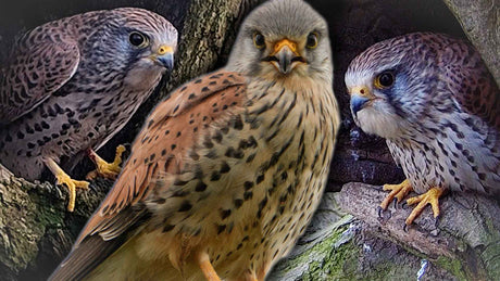 Film | Kestrels are mostly monogamous, except when they're not | Jenny & Apollo