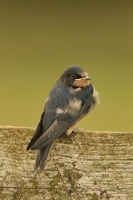 Swallow Summer