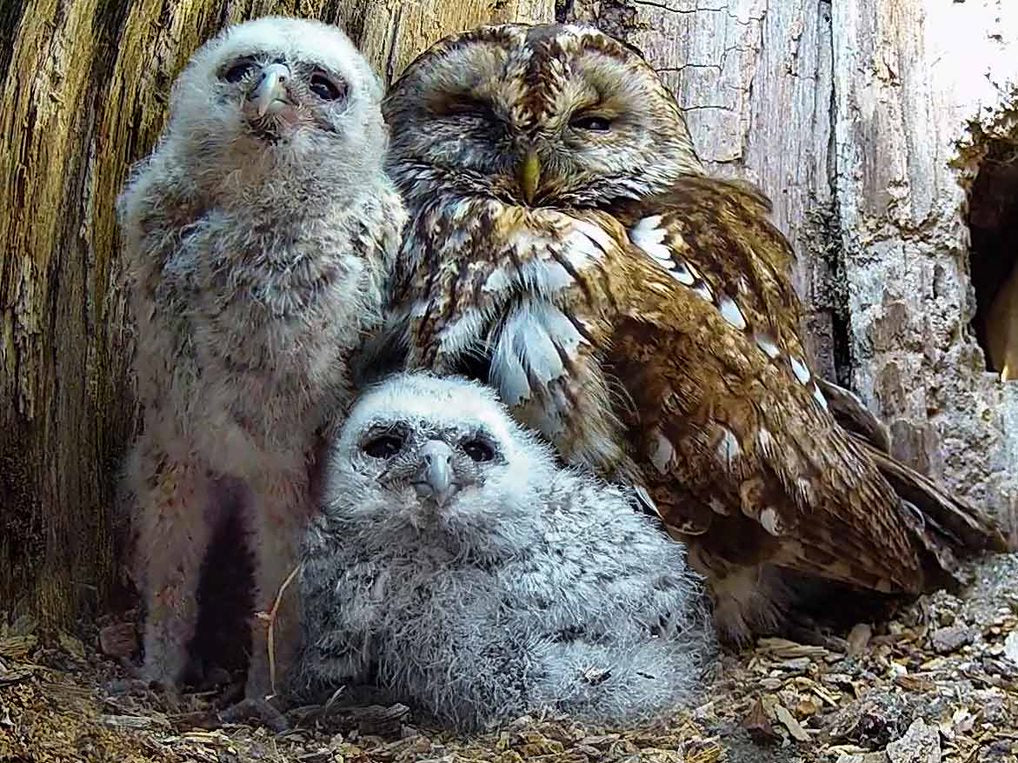 Adopted tawny owl chicks first days full of drama