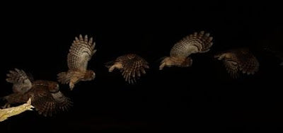 Tawny Owl in Flight