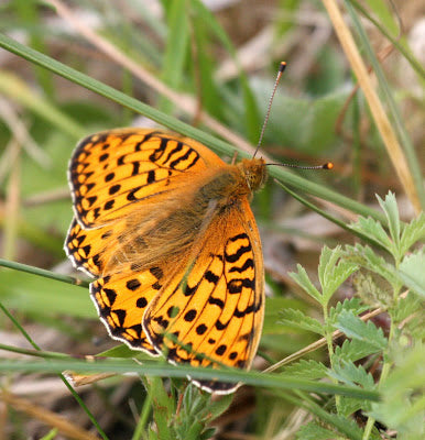 Rare fritillary spotted on Wolds