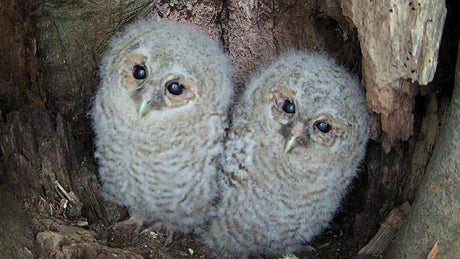 Time to vote to name the two tawny owl chicks