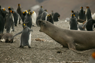 Pick a fight with a penguin?