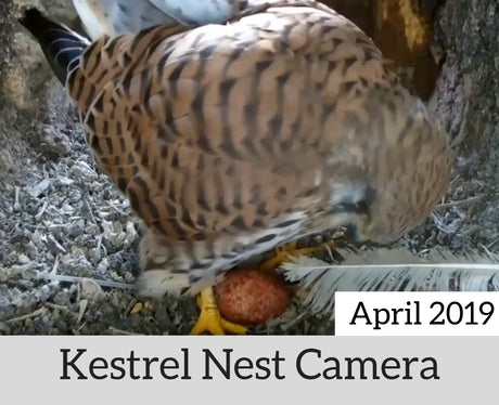 Kestrel Nest Camera | April 2019 | Watch my Kestrel Pair as they Lay Eggs