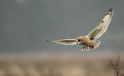 Short eared owls about?