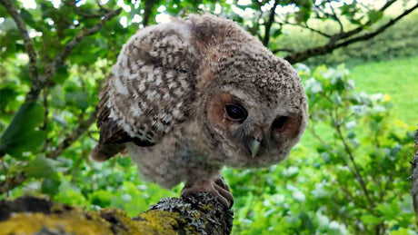 Film | Tawny owl chicks weather the storm | Luna & Bomber