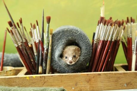 Fidget the Weasel to star on TV