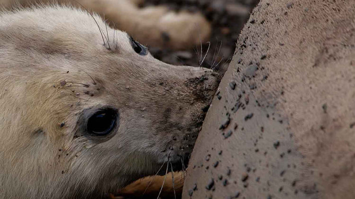 Film | Seal pup suckling | Discover wildlife