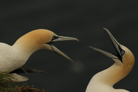 Film | RSPB Bempton: Seabird dramas unfold on cliffs | Yorkshire, England | Wild travel