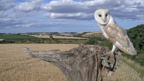 A beautiful barn owl- in memory of barney