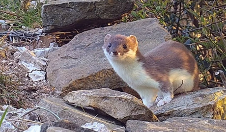 Stoats' shocking breeding habits