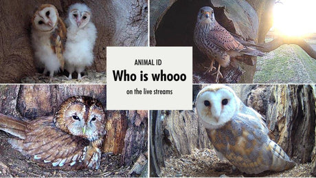 Bird cams | identifying owls & kestrels on the livestreams