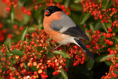 Docking station lures shiest birds