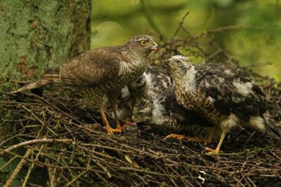 A sparrowhawk with a casual hunting technique