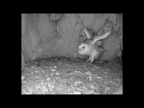 A Brave Barn Owl Sees off a Tawny Owl Attack