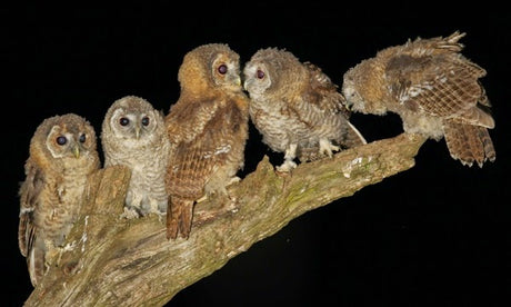 Fotherdale's Fantastic Breeding Season