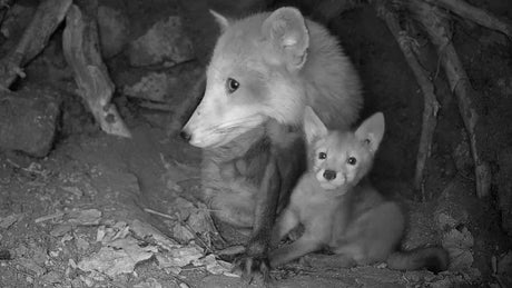 Film | Fox mother and cub inside den | Discover wildlife