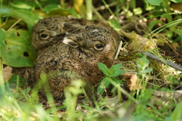 Filming one of nature's best kept secrets | the brief moment a hare visits its leverets